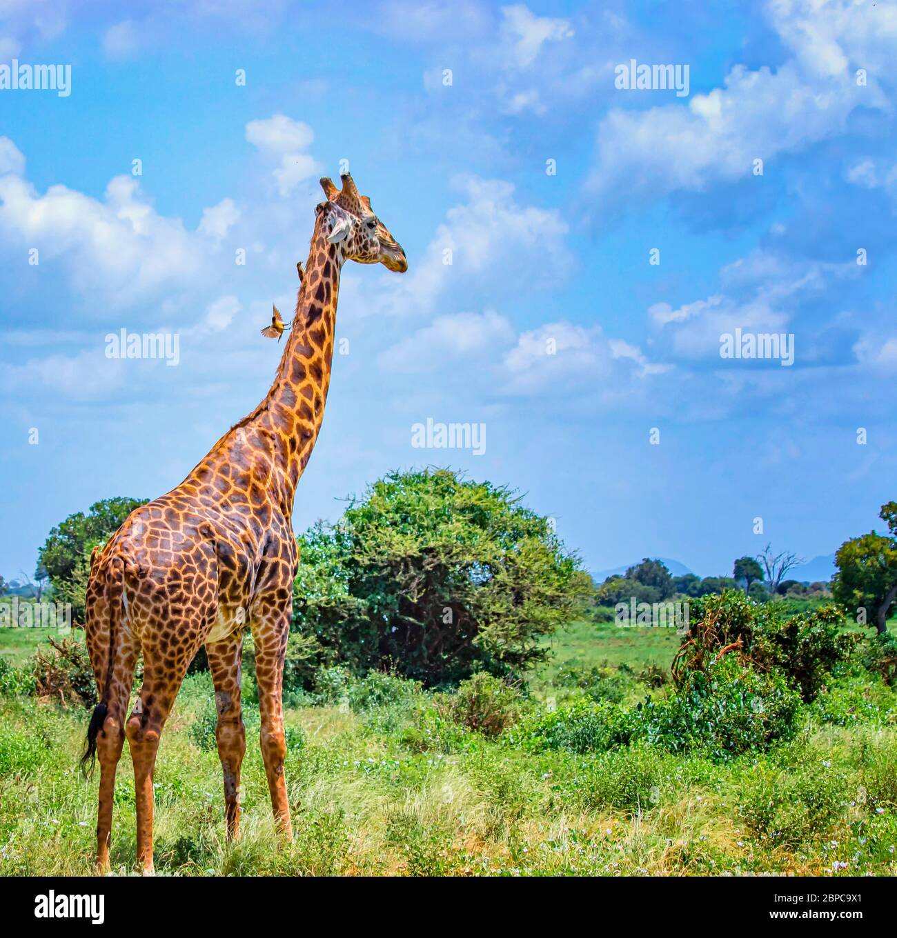 Jirafa de pie en hierba alta en el Parque Nacional Tsavo este, Kenia. Tiene pájaros pequeños en el cuello. Escondiéndose a la sombra bajo los árboles altos. Es un salvaje Foto de stock
