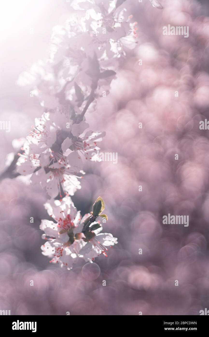 Papel pintado de la flor de cerezo fotografías e imágenes de alta  resolución - Alamy