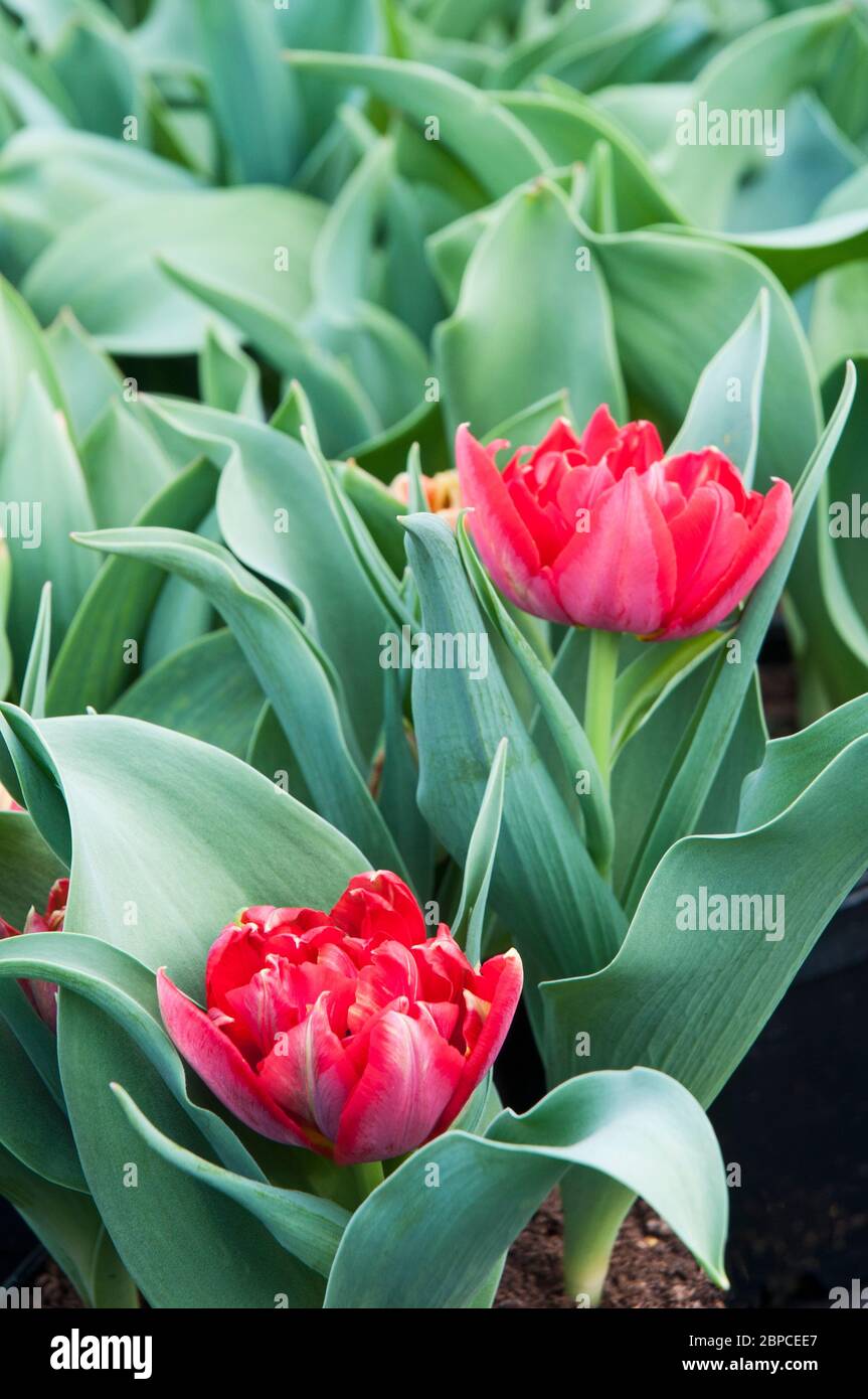 Par de tulipa Abba totalmente abierto. Un tulipán rojo en forma de tazón  floreciendo a principios de la primavera y perteneciente al doble grupo  temprano de tulipas División 2 Fotografía de stock -