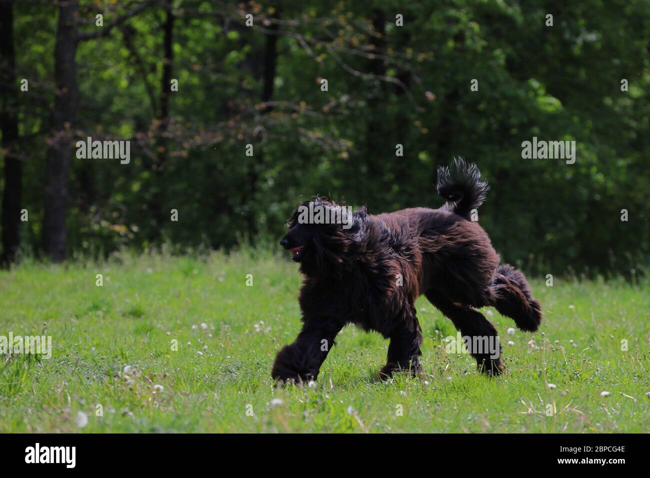 Perros en la pasarela fotografías e imágenes de alta resolución - Alamy