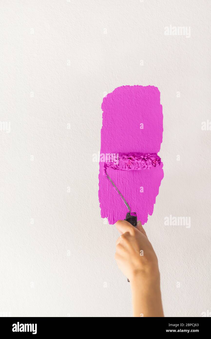 Mano humana con pequeño rodillo de pintura comienza a pintar una pared blanca artesanía pintura maestro educación contraste color muestra color prueba rosa púrpura f Foto de stock