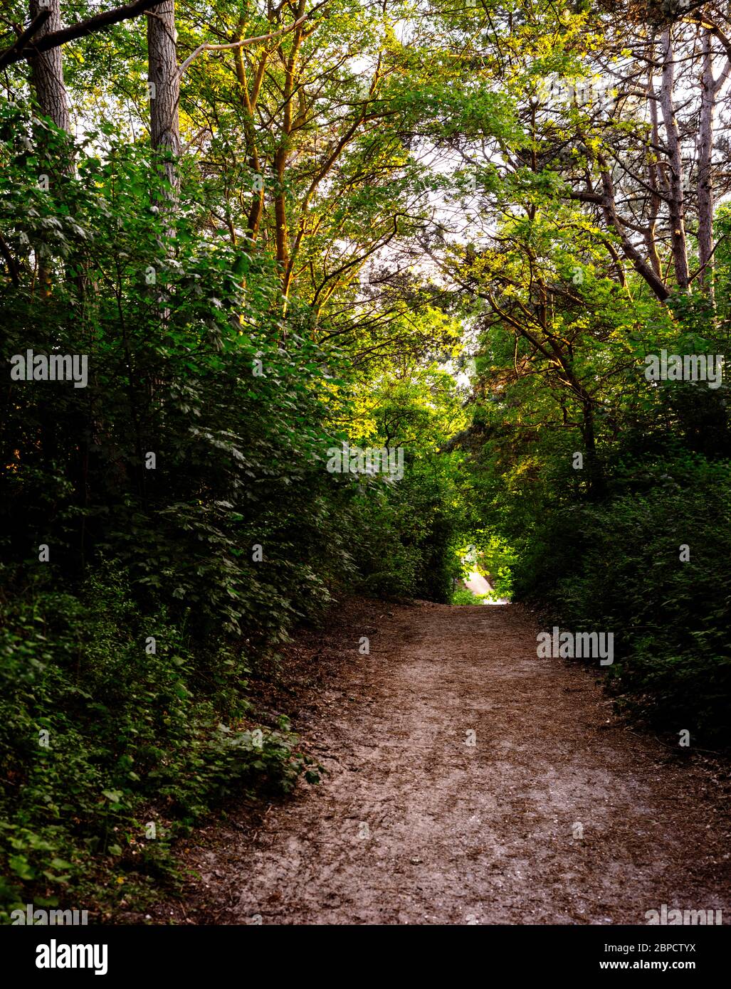 Pequeño sendero forestal en verano, la haya, países Bajos Foto de stock