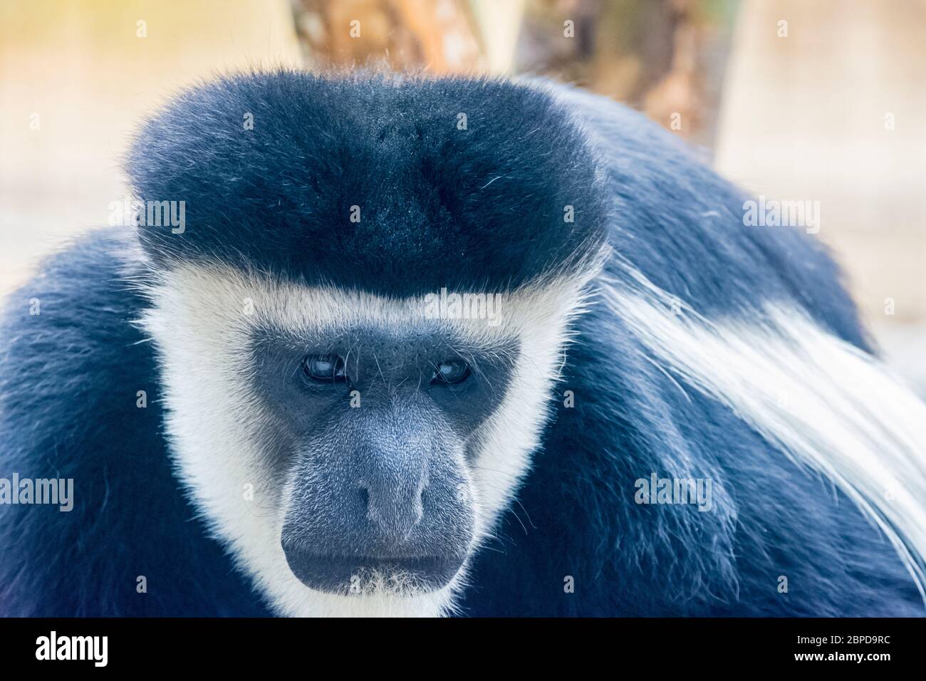 仙台の八木山動物園のオナガザル アビシニアコロブス 1 Fotografia De Stock Alamy