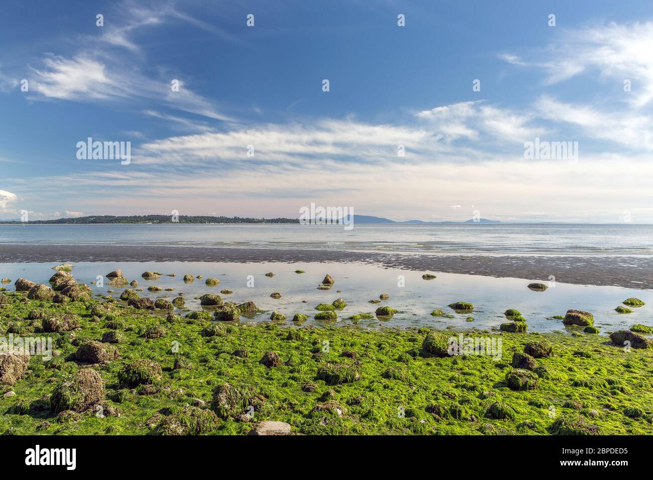 Vista desde White Rock Promenade sobre la Península Olímpica USA en marea baja con algas verdes brillantes, rocas y charcos de marea, cielos azules con algunas nubes. Foto de stock