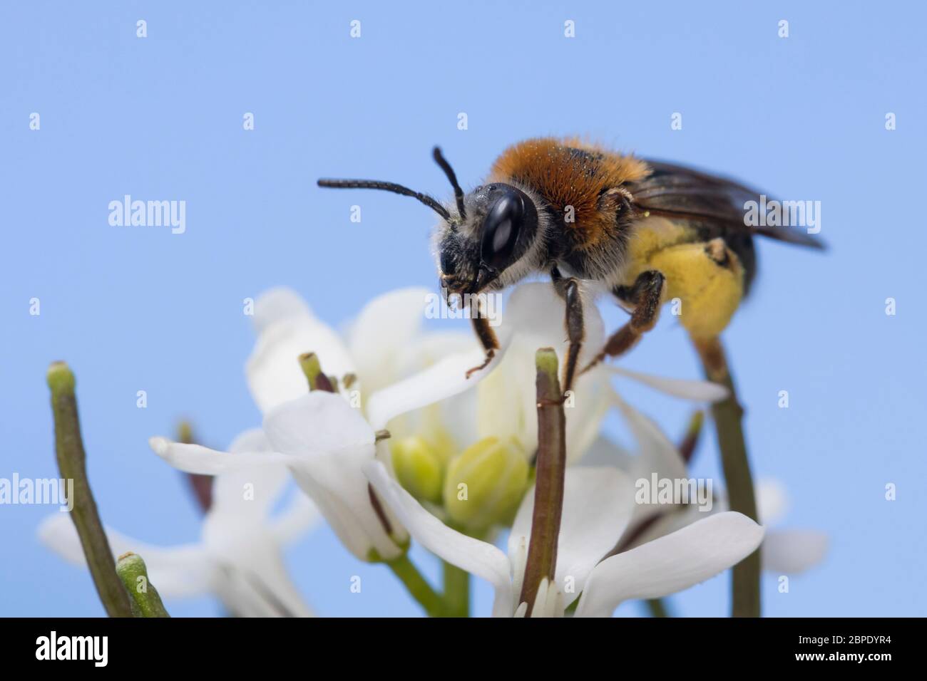 Rotschopfige Sandbiene, Rotfransige Sandbiene, Rotschwanz-Sandbiene, Sand-Biene, Sandbiene, Wildbiene, Weibchen, Andrena haemorrhoa, sin. Andrena albi Foto de stock
