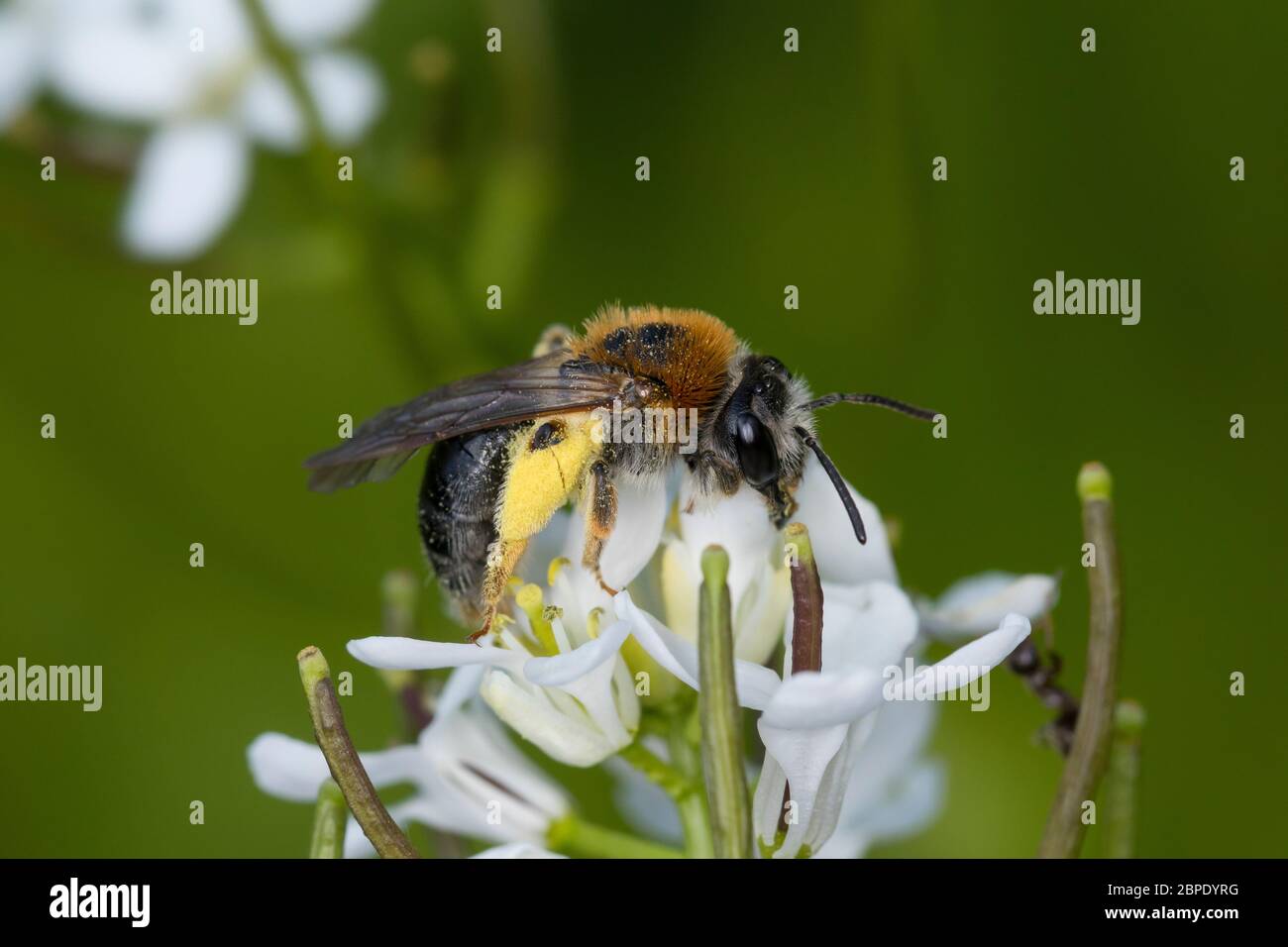 Rotschopfige Sandbiene, Rotfransige Sandbiene, Rotschwanz-Sandbiene, Sand-Biene, Sandbiene, Wildbiene, Weibchen, Andrena haemorrhoa, sin. Andrena albi Foto de stock