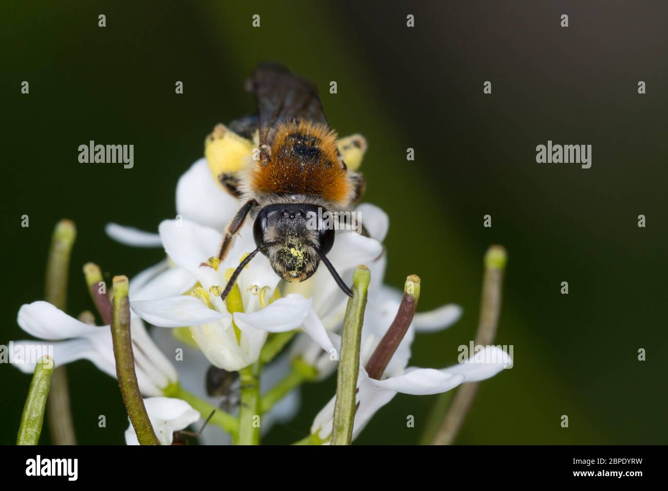 Rotschopfige Sandbiene, Rotfransige Sandbiene, Rotschwanz-Sandbiene, Sand-Biene, Sandbiene, Wildbiene, Weibchen, Andrena haemorrhoa, sin. Andrena albi Foto de stock