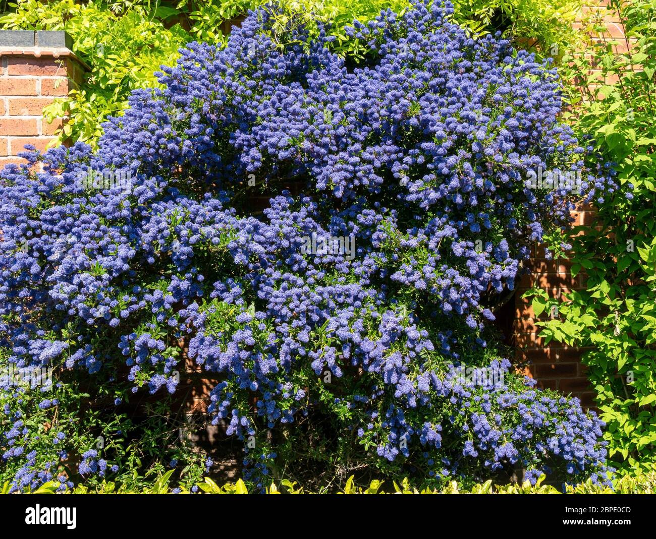 Ceanothus 'Puget Blue' arbusto de lila californiana cubierto de flores de flor azul profunda en mayo, Leicestershire, Inglaterra, Reino Unido Foto de stock