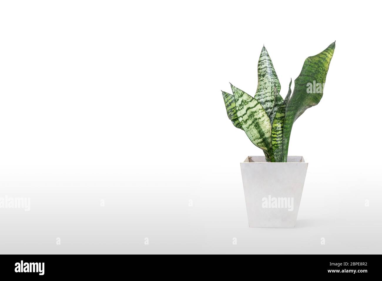 Hermosa planta de sansevieria en maceta sobre mesa blanca Foto de stock