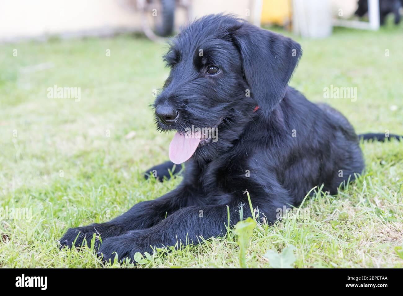 Cachorro de perro Schnauzer gigante negro está sacando la lengua.  Horizontalmente Fotografía de stock - Alamy