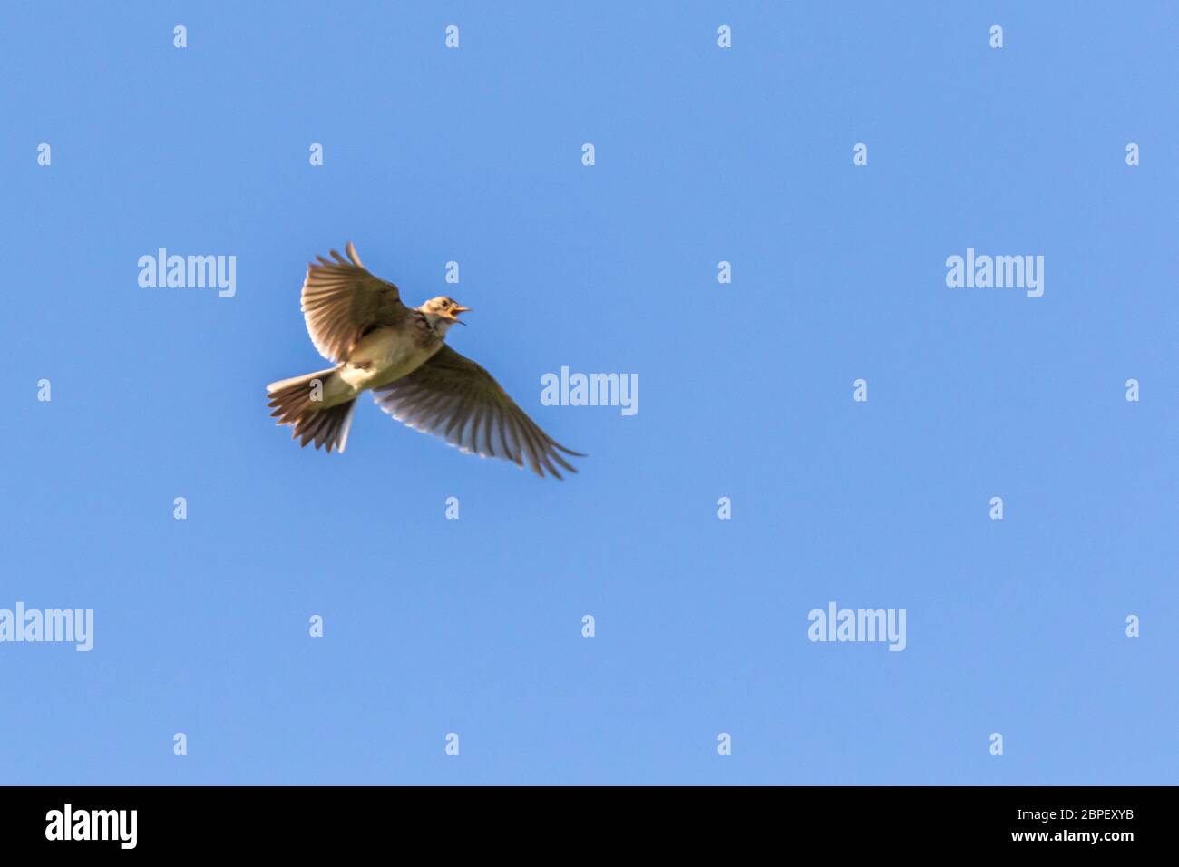 Eine Feldlerche Singflug im Foto de stock