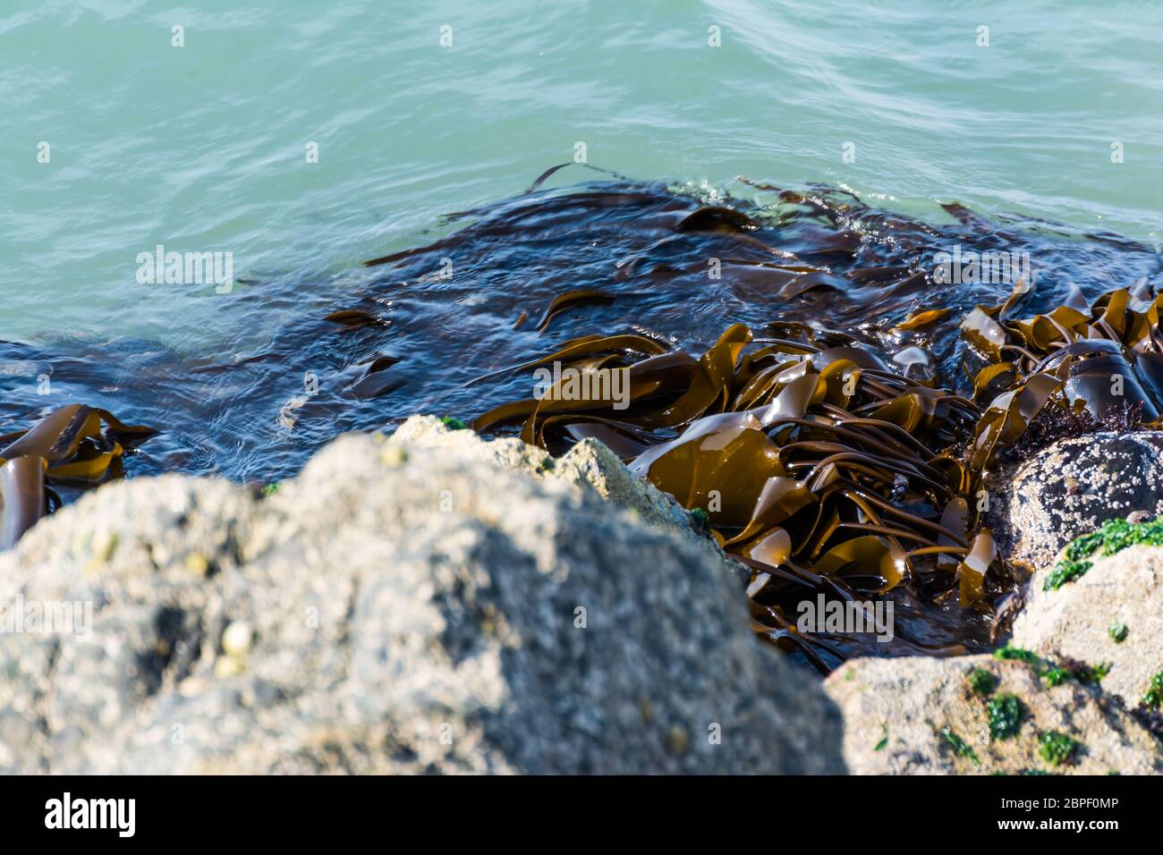 Algas Cerrar textura Shot rocas orilla Playa Foto de stock