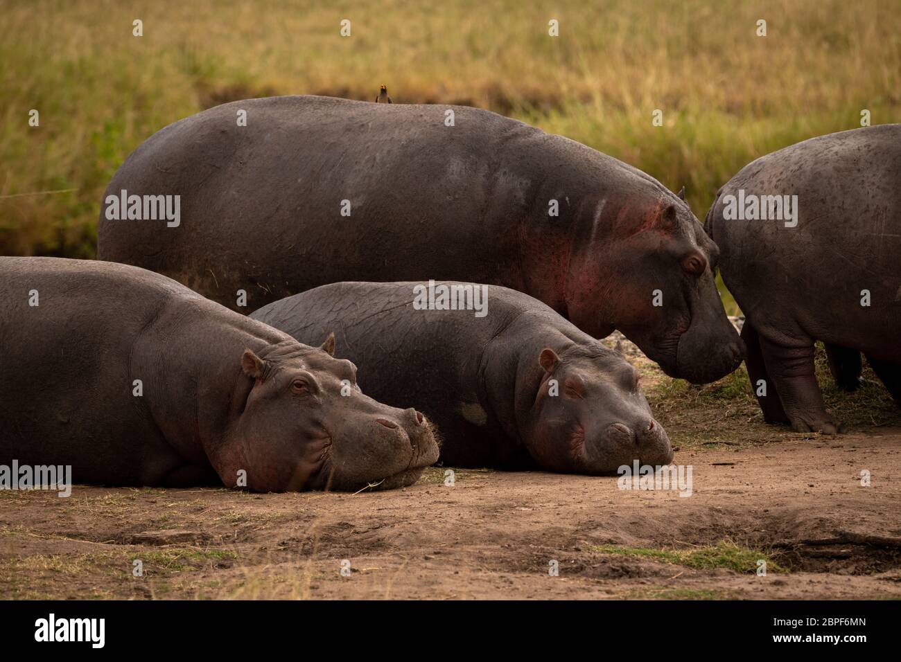 Dos hipopótamos y permanente dos tumbado Foto de stock
