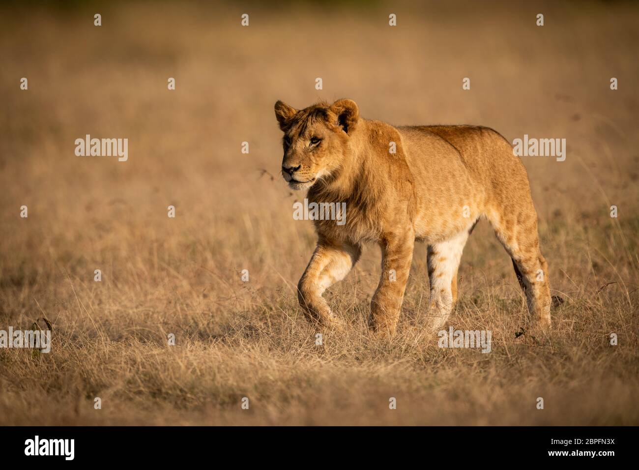 León macho joven camina en la luz de oro Foto de stock