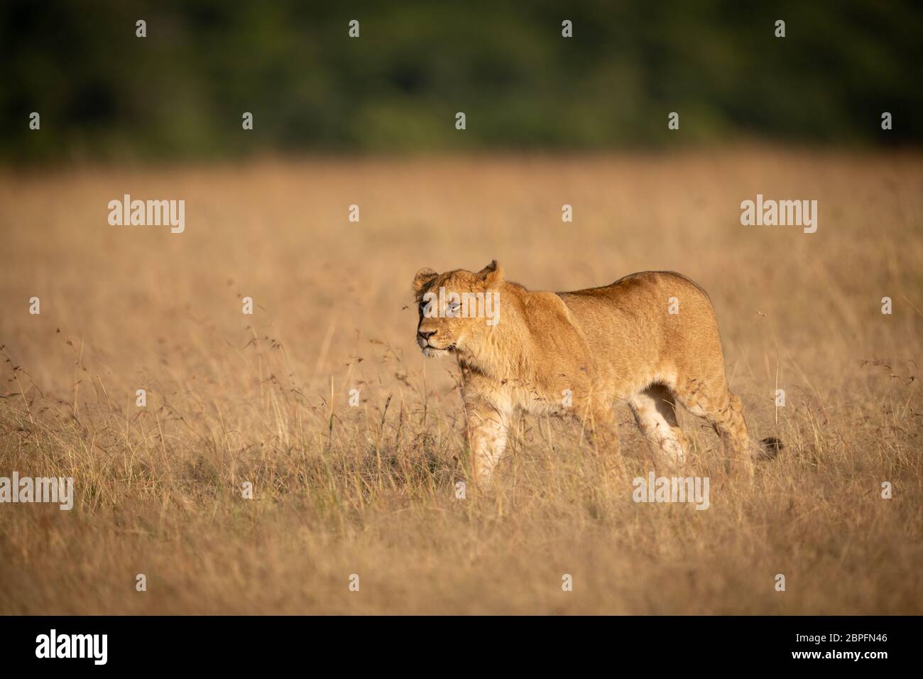 León macho joven camina a través de pasto seco Foto de stock