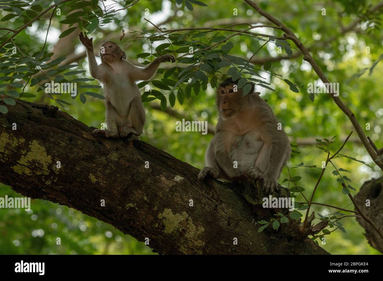 Larga cola macaco bebé y sentarse en la rama Foto de stock