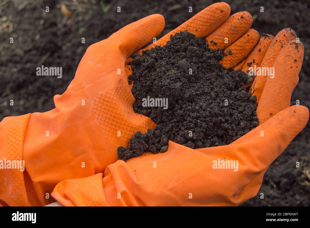 Las muestras de suelo en las manos de un biólogo en naranja guantes. Investigación del problema de la contaminación del suelo. Foto de stock