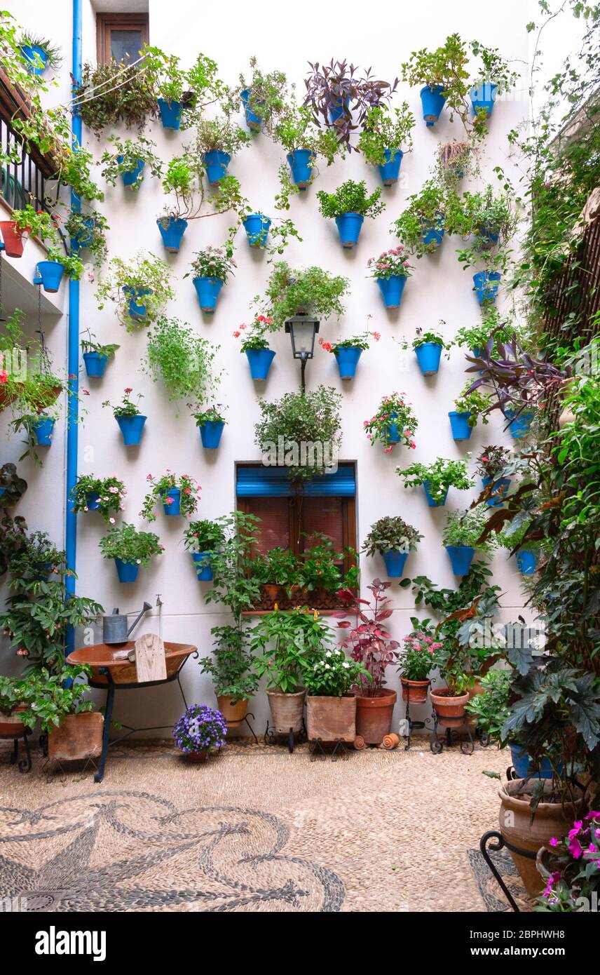 Hermosa fachada de patio andaluz decorada con plantas colgadas de la pared  en macetas azules y esparcidas por suelos de piedra de mosaico. Córdoba,  Andalucía, Sp Fotografía de stock - Alamy