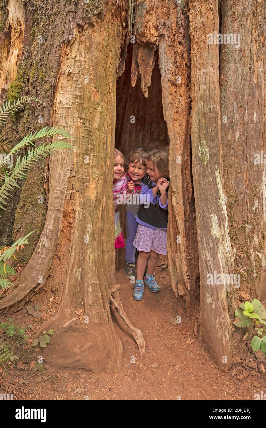 Tres niñas jóvenes escondidas en un tronco de árboles en el Parque Nacional Olímpico en Washington Foto de stock