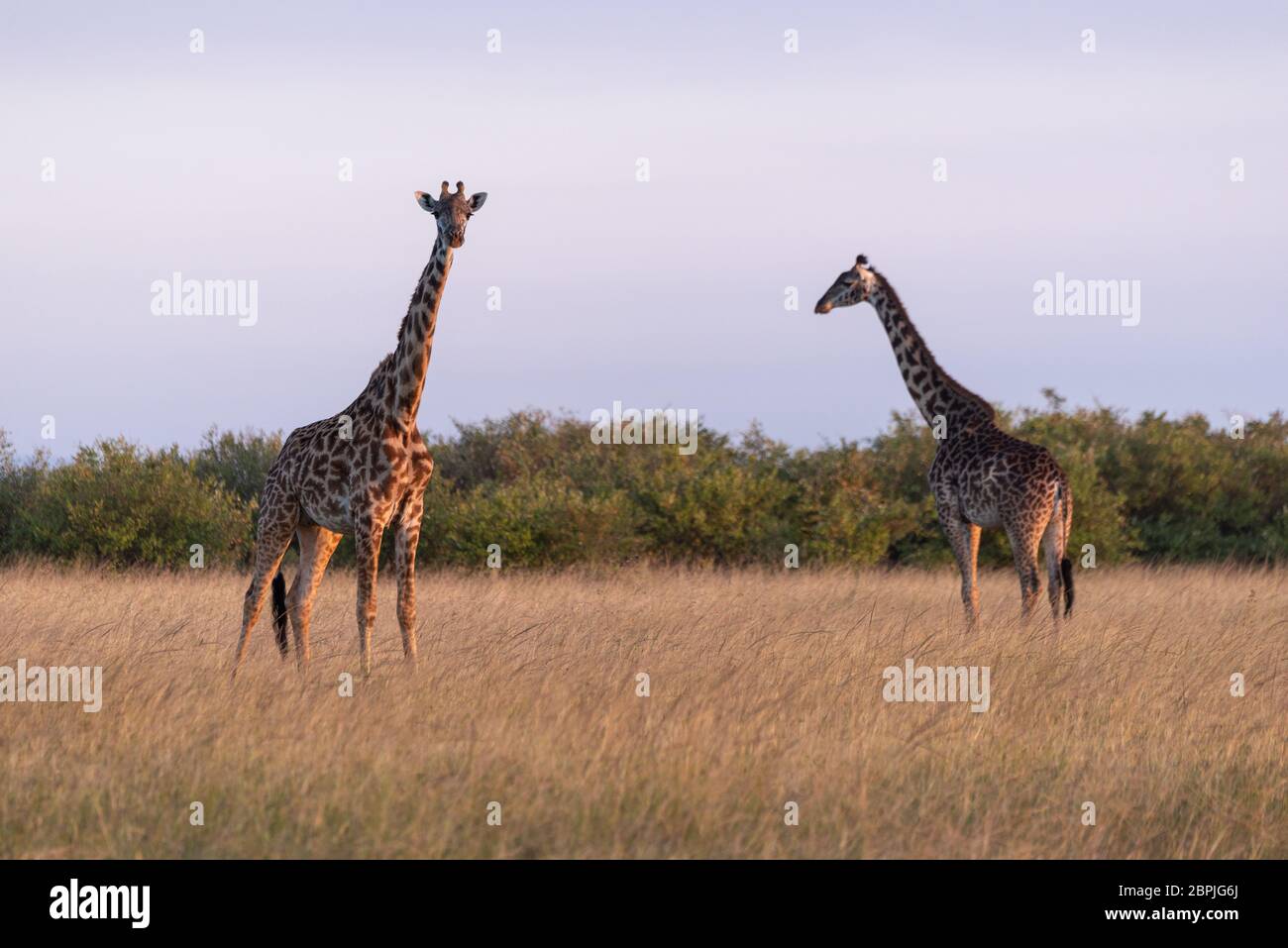 Dos jirafas Masai de pie en el césped largo Foto de stock