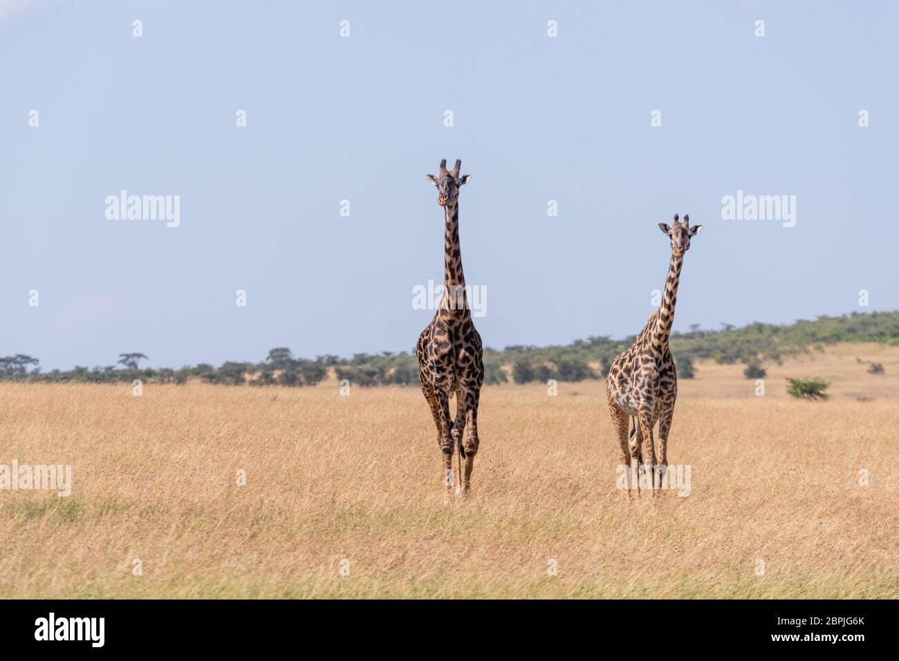 Dos jirafas Masai caminando en el césped largo Foto de stock