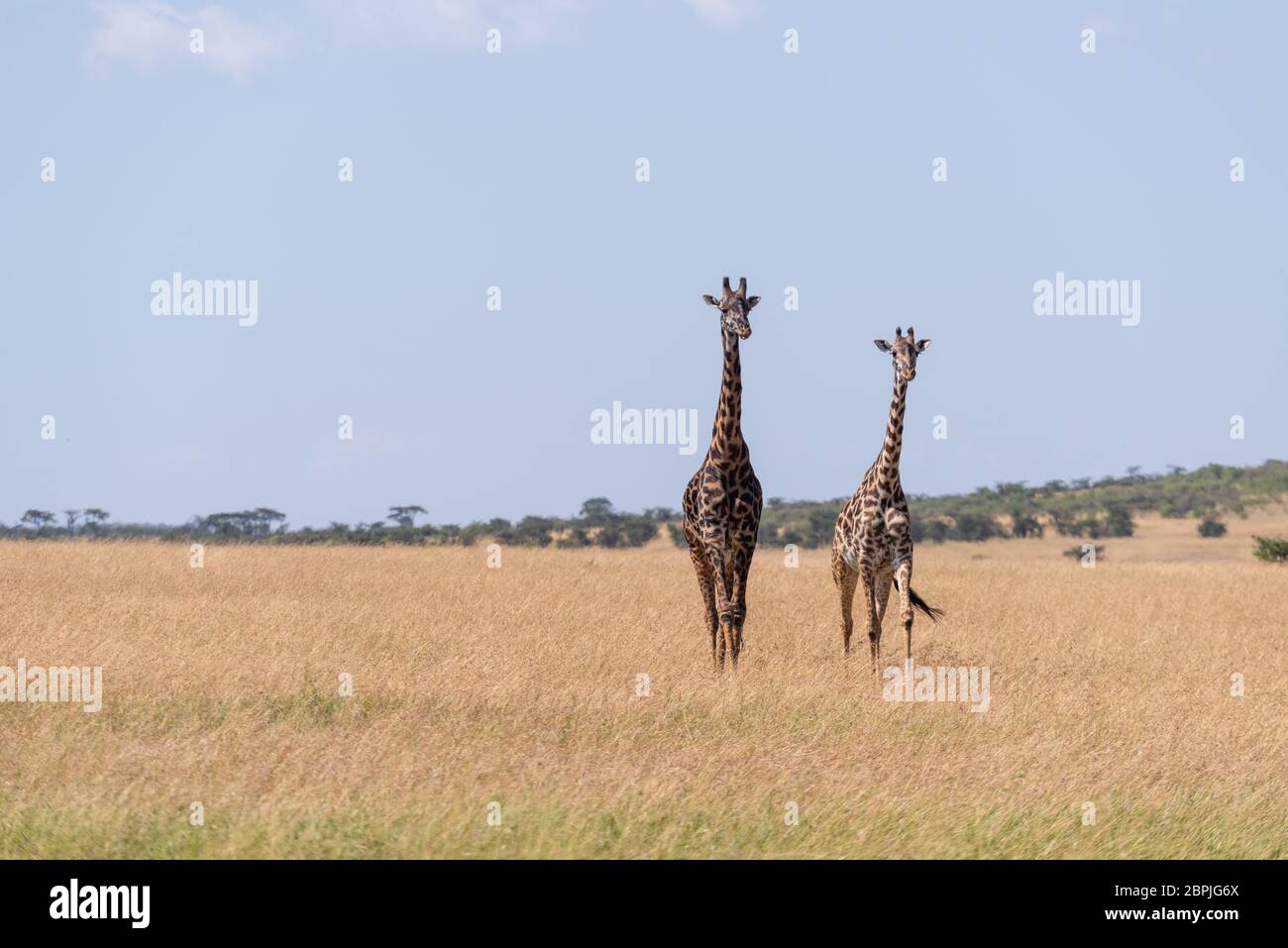 Dos jirafas Masai caminar en pasto largo Foto de stock