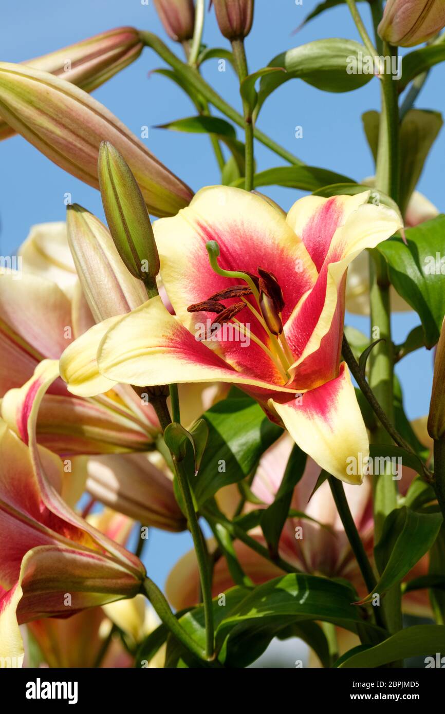 Lilium 'Flavia' Oriental Trompeta Lily, Flavia Orienpet Híbrido Lily Foto de stock