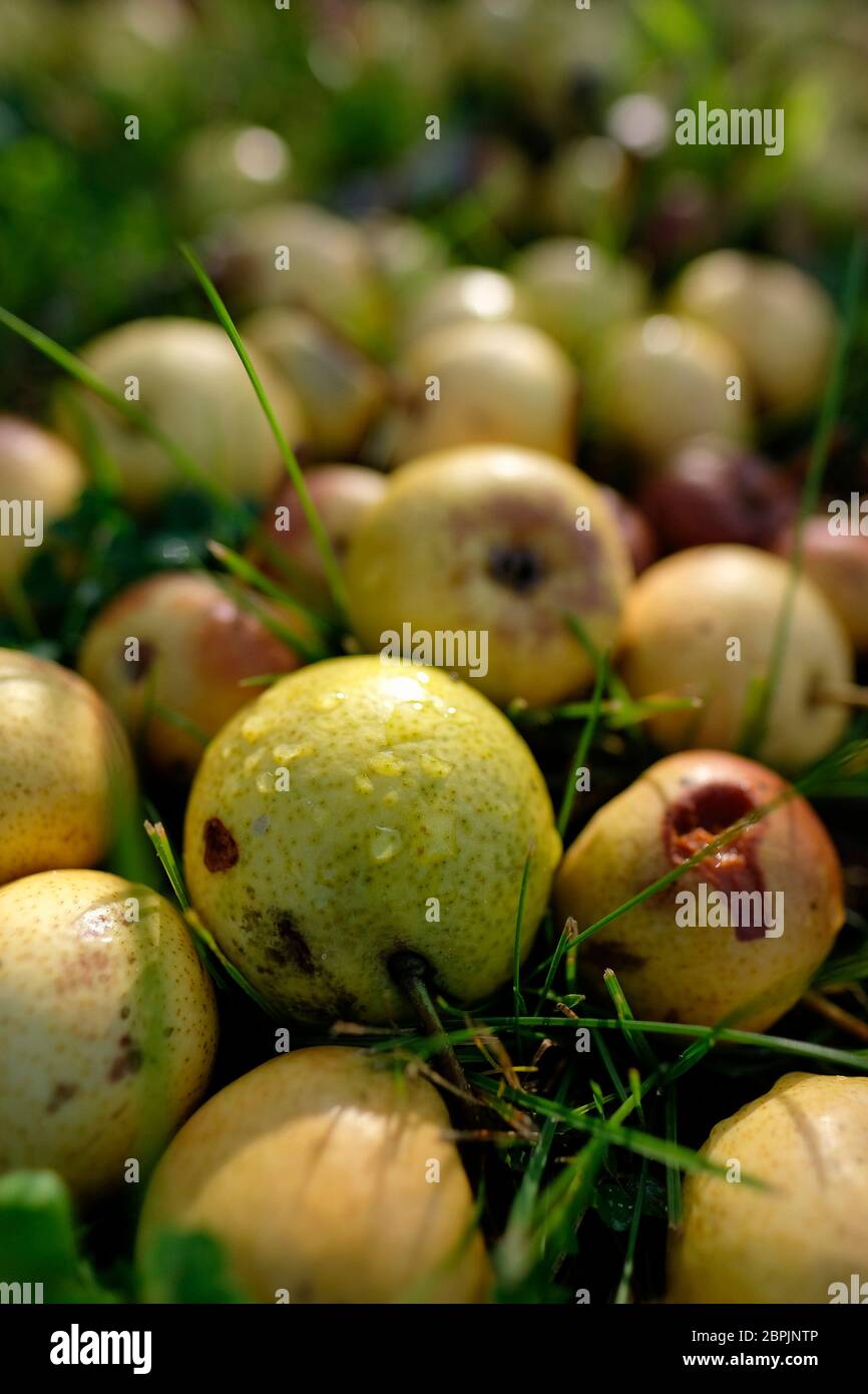 Fallobst für Wildtiere und Insekten in einer Makroaufnahme - sanftes Bokeh Foto de stock