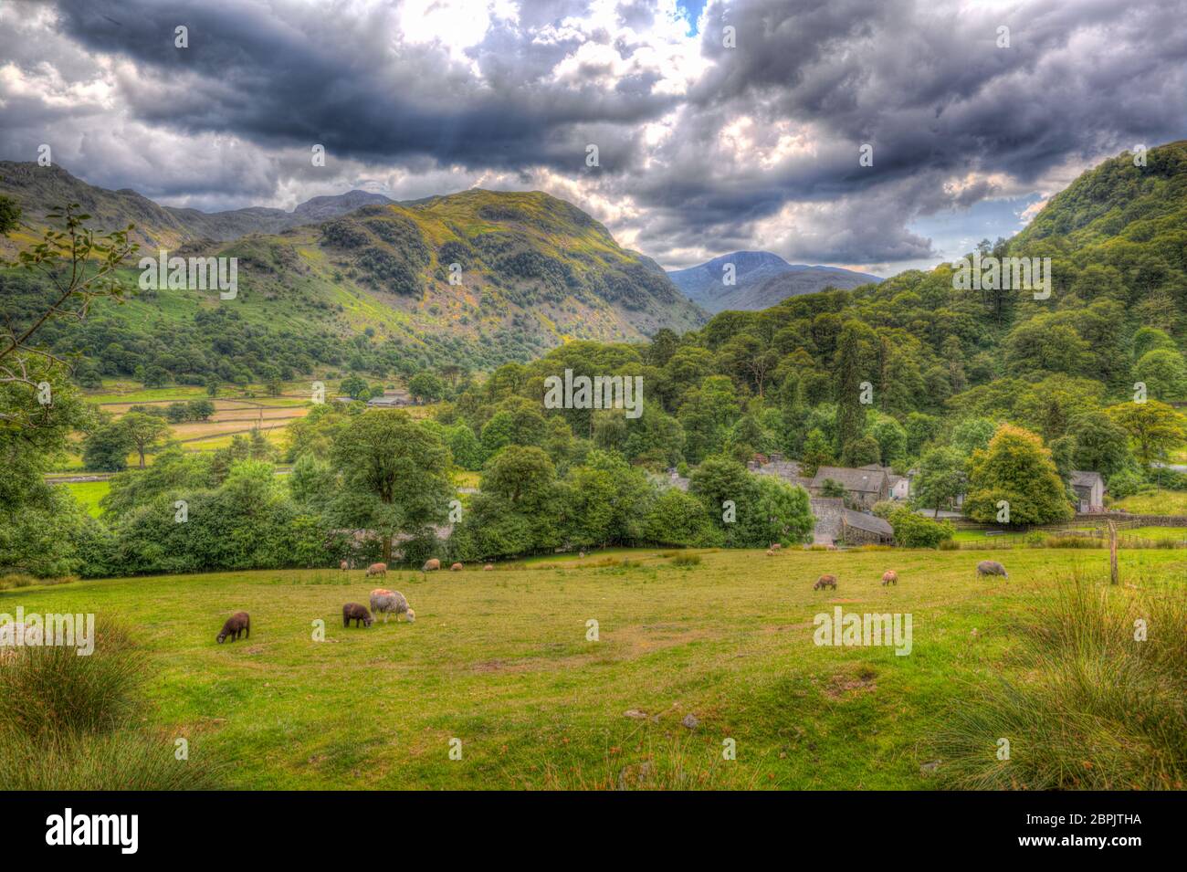Cielo oscuro y escena de campo de ovejas en el campo en el Distrito de Seatoller Lake Cumbria Inglaterra Reino Unido Foto de stock