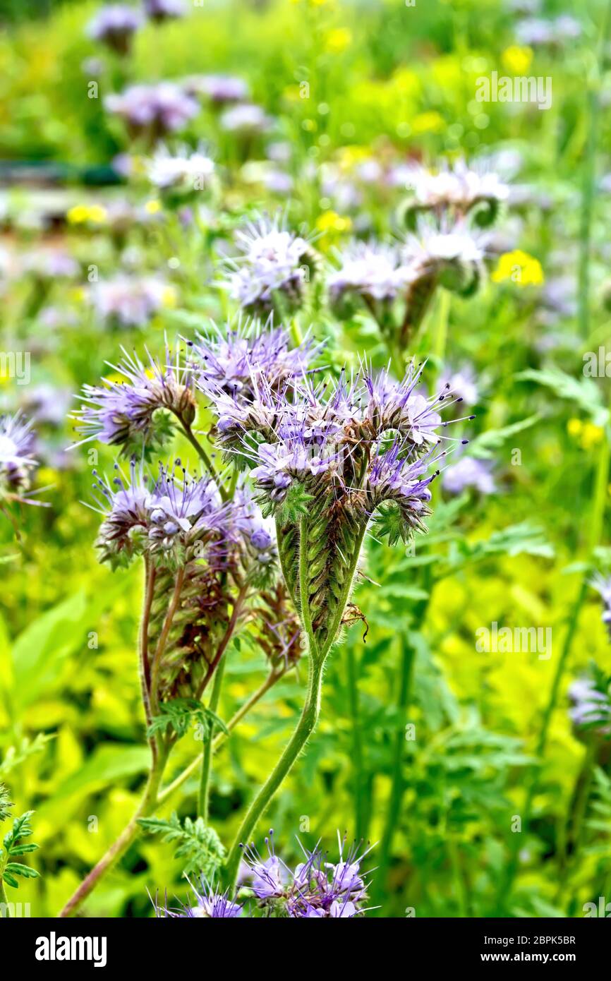 Flores de color lila suave de la Phacelia tanacetifolia, conocido bajo el  nombre de Lacy phacelia, azul o púrpura tansy tansy, de la familia  Boraginaceae aga Fotografía de stock - Alamy