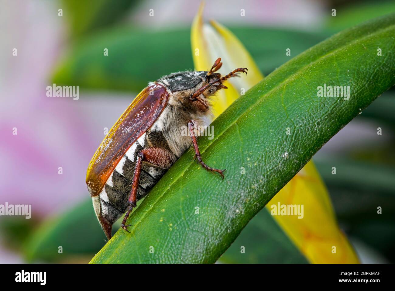 Cockchafer común / maybug (Melolontha melolontha) en la hoja de la planta en el jardín en primavera Foto de stock