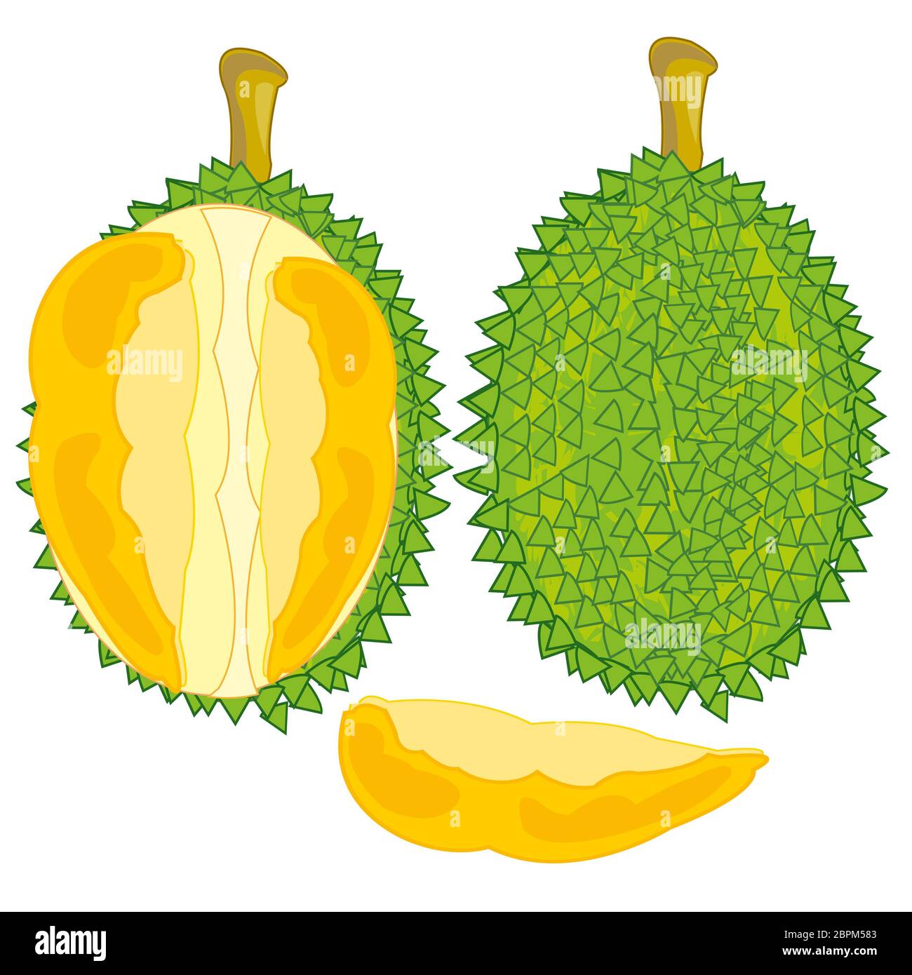 Ilustración vectorial del fruto duriano y pulpas en corte Foto de stock