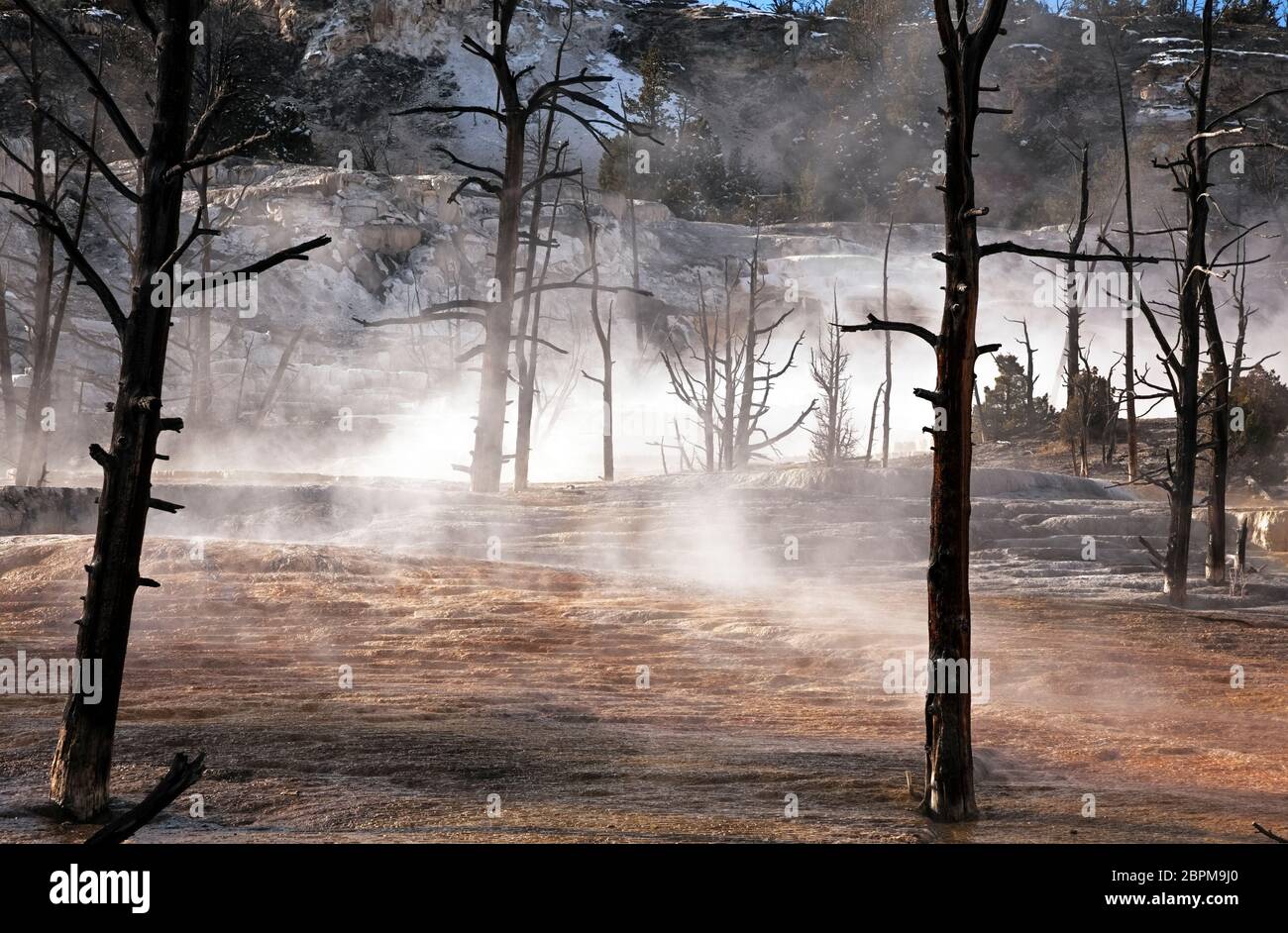 WY04429-00...WYOMING - Termas de vapor en Angel Terrace en Mammoth Hot Springs en el Parque Nacional Yellowstone. Foto de stock