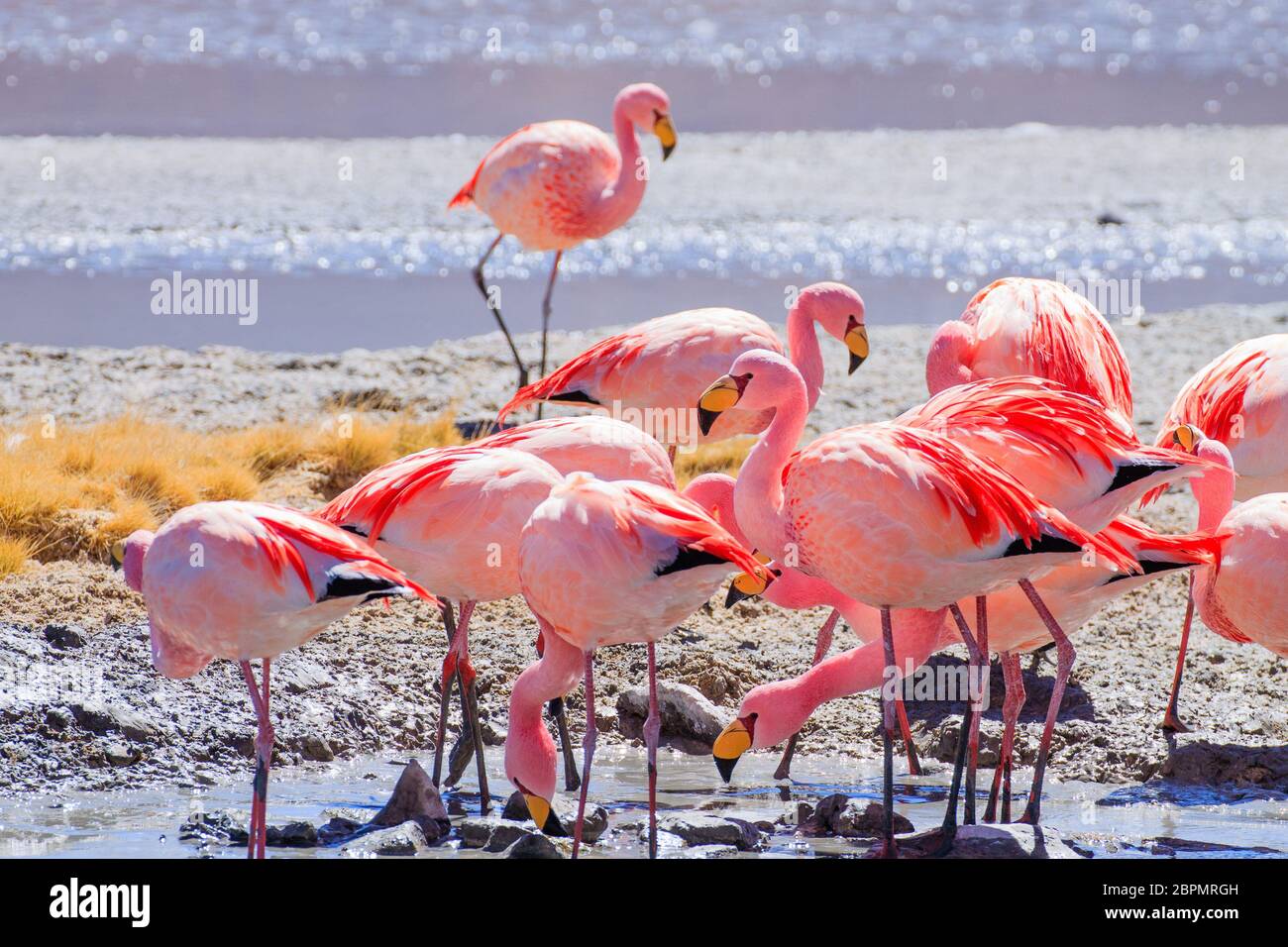 Laguna Hedionda flamencos, Bolivia. La fauna andina. Laguna de Bolivia Foto de stock