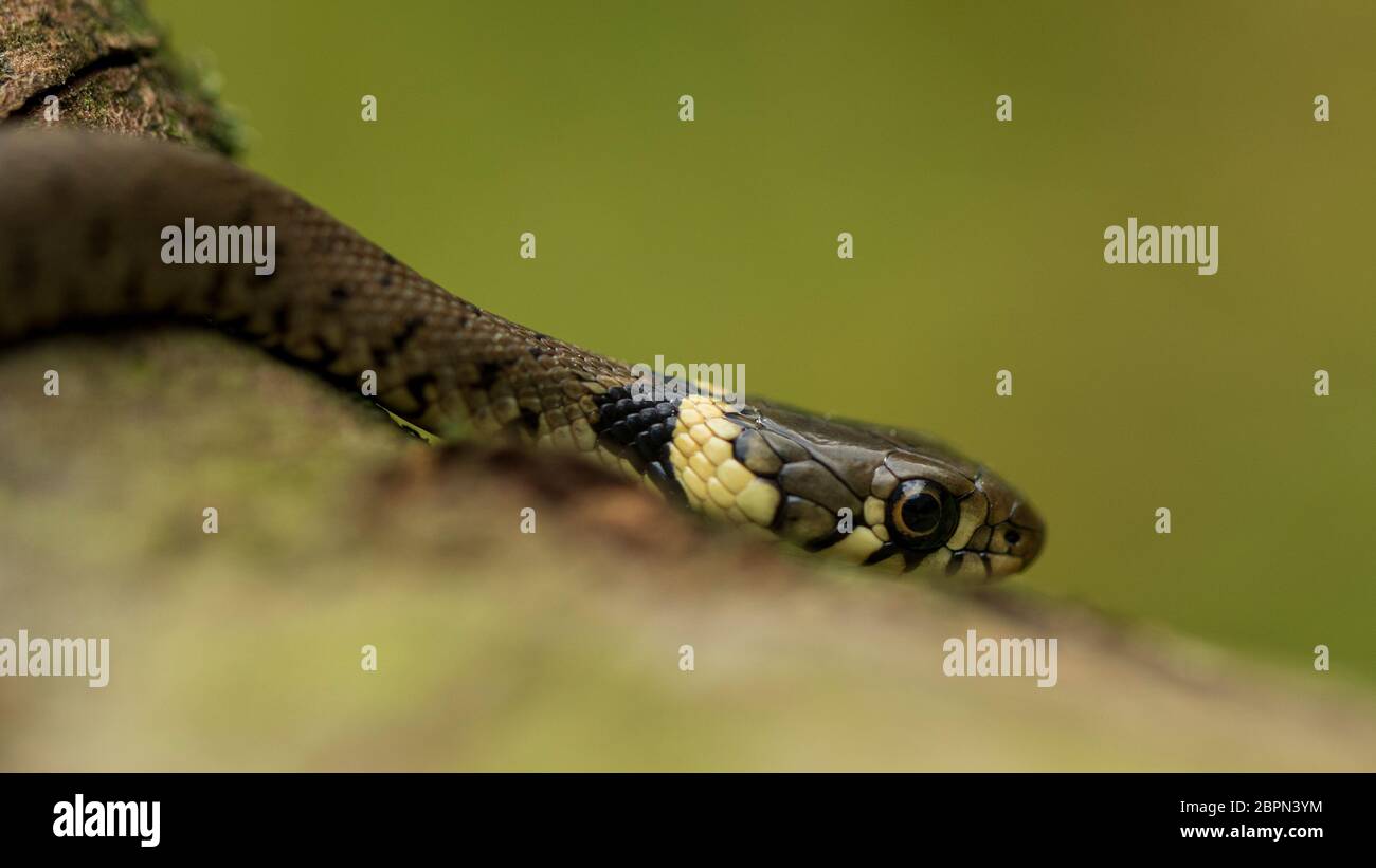 Serpiente de hierba europea juvenil Foto de stock