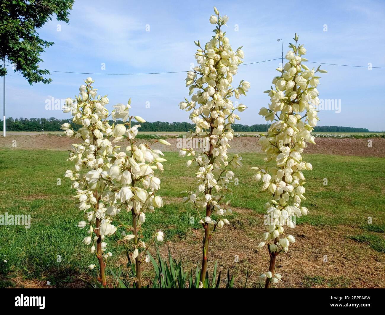 Flores blancas de yuca en el césped. Flores blancas de yuca en el