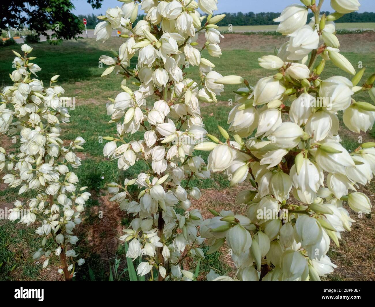 Flores blancas de yuca en el césped. Flores blancas de yuca en el