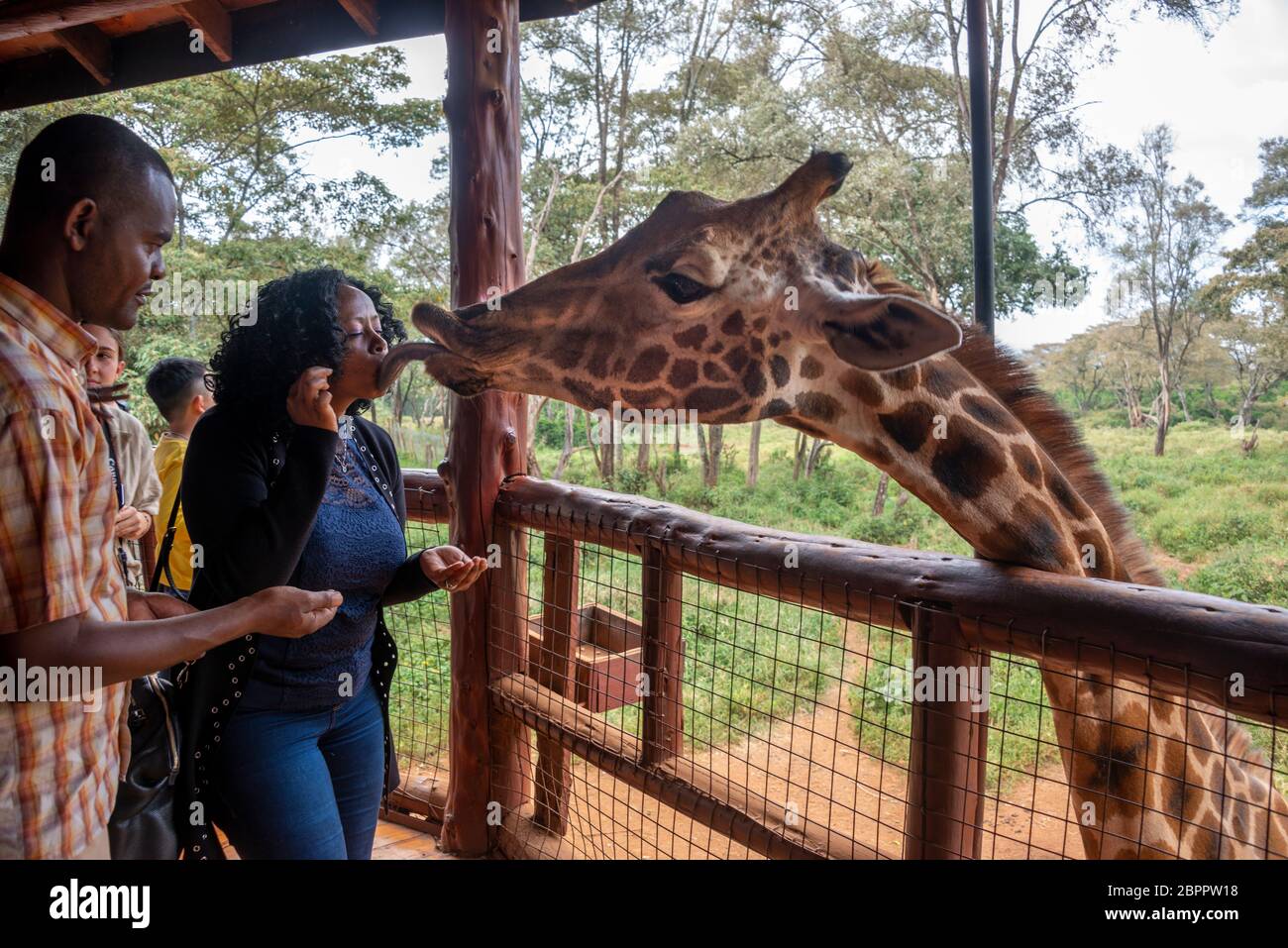 Turista recibiendo un beso de jirafa en el Centro Giraffe en Nairobi, Kenia Foto de stock