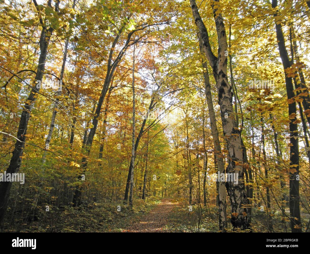 Ein mit Licht durchfluteter Waldweg durch einen Laubwald im Herbst, goldener Oktober un camino de bosque inundado de luz a través de un bosque de hoja caduca en otoño Foto de stock