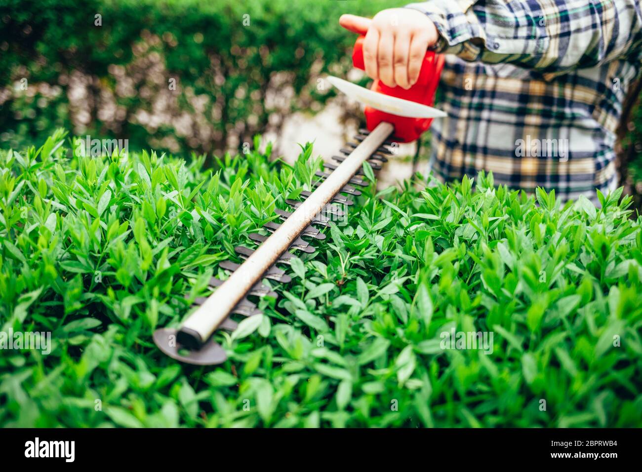 Cortar un arbusto con un cortador eléctrico Foto de stock