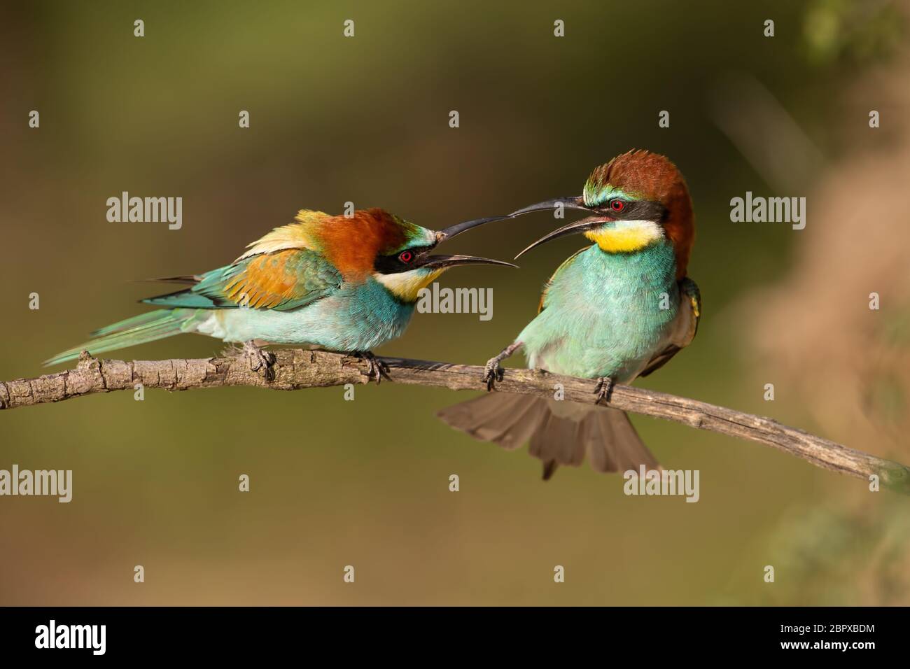 Pareja de abejarucos europeo, Merops apiaster combates. Dos coloridas aves de aspecto exótico tener un conflicto. Acción paisaje silvestre. Foto de stock