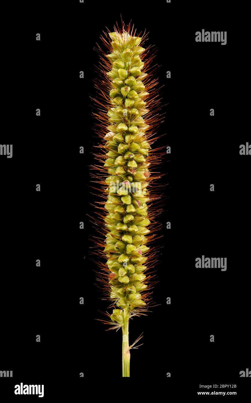 Hierba amarilla de la bristle (Setaria pumila). Cierre por inflorescencia Foto de stock