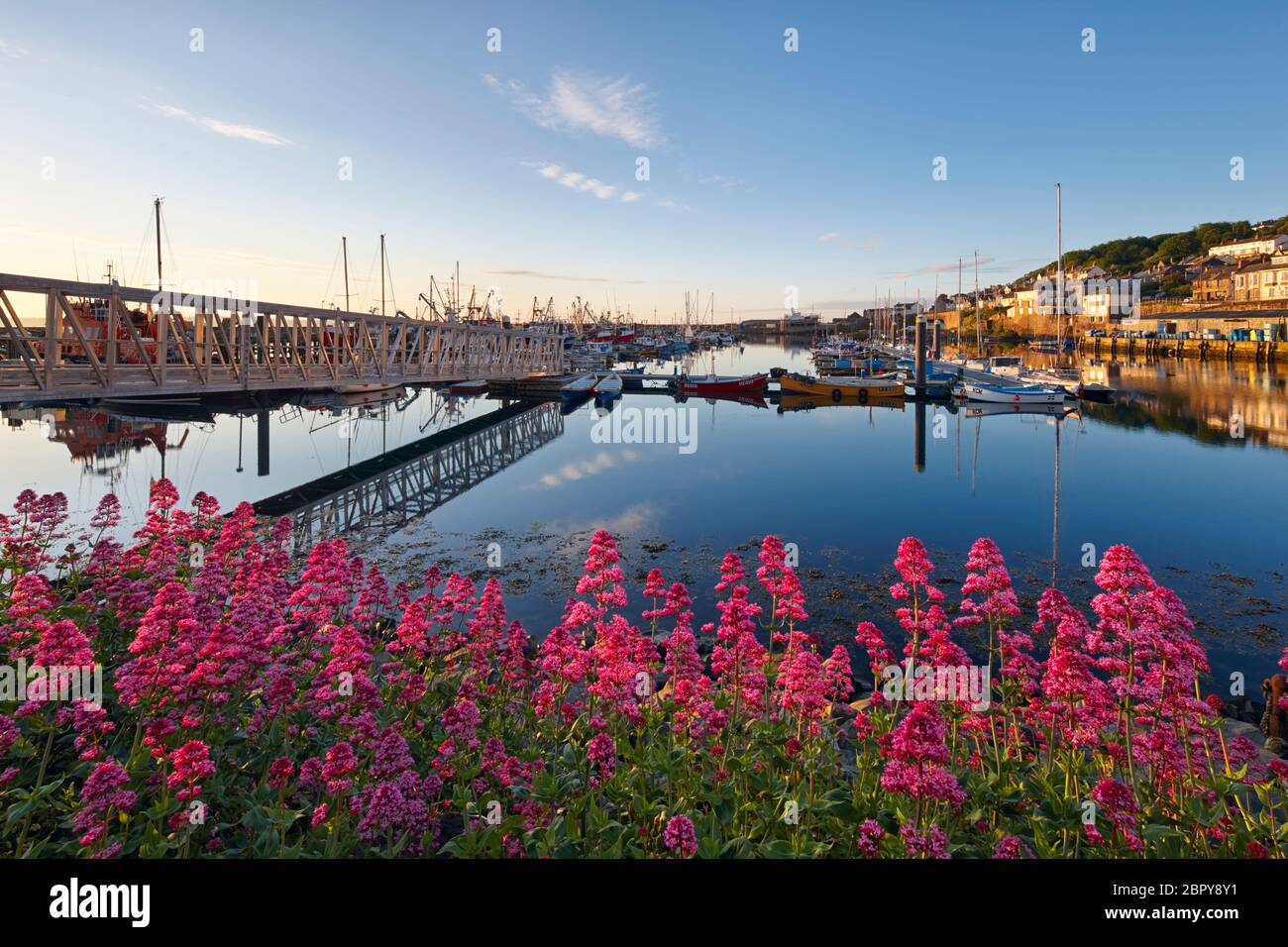 Newlyn Harbor durante el verano con flores de Valeriana creciendo a lo largo de la costa Foto de stock