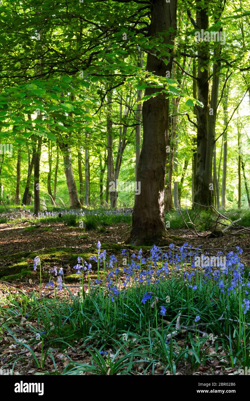 Woodland spring y bluebells, Savernake Forest, Inglaterra Foto de stock