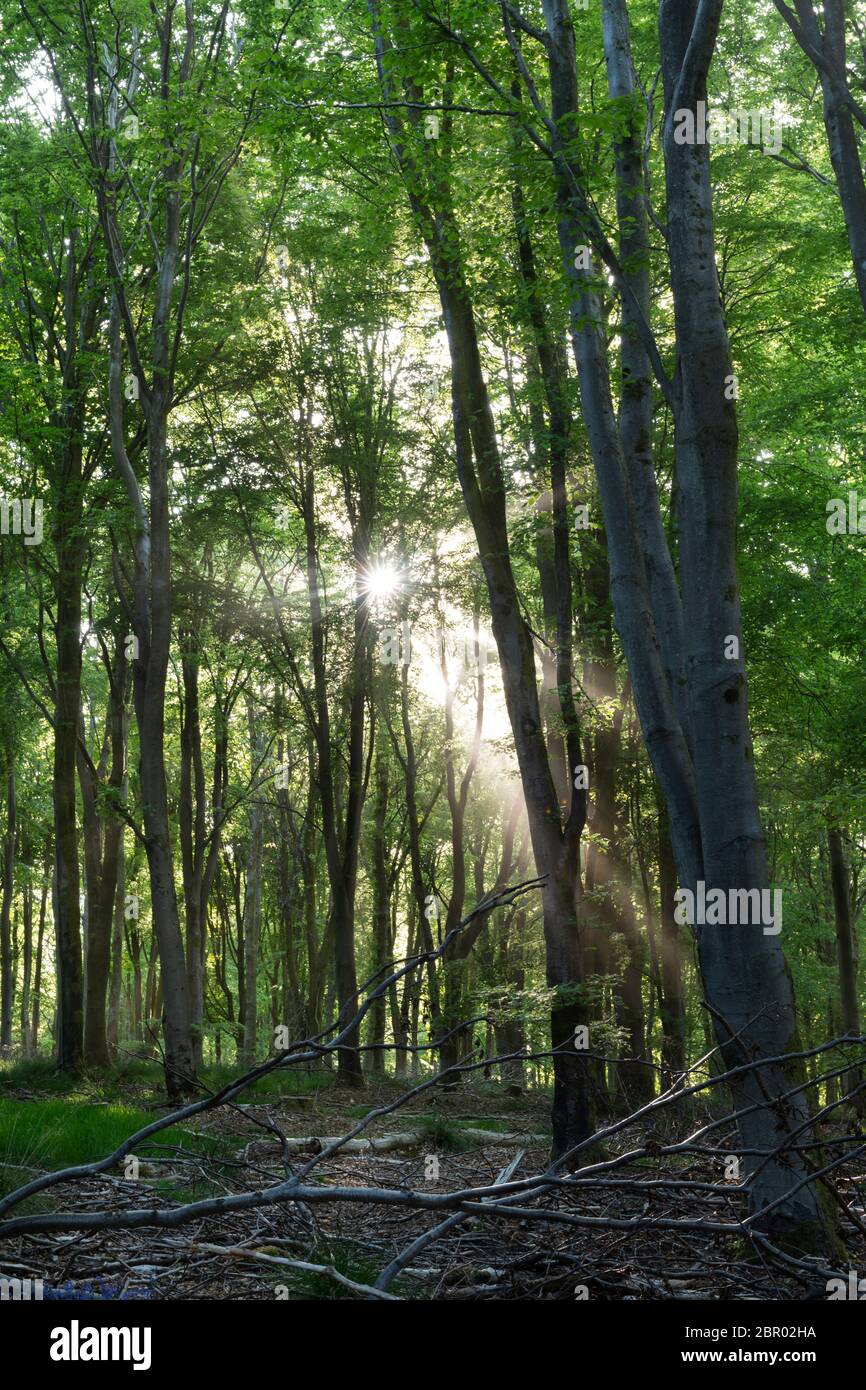 Woodland Spring, bosque Savernake, Inglaterra Foto de stock