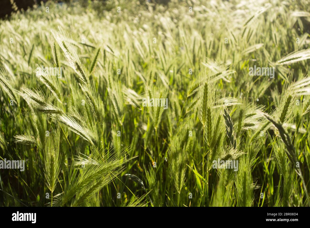 Barley de Foxtail salvaje (Hordeum jubatum) Foto de stock