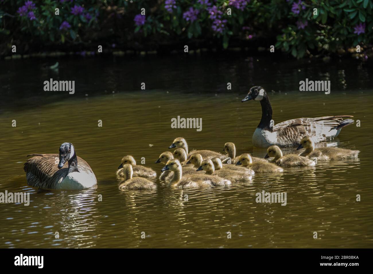 Hertfordshire, Reino Unido. 20 de mayo de 2020. Desafortunado para algunos, un par de gansos de Canadá con trece pollitos nadando en el lago en Potters Bar Park, Hertfordshire. David Rowe/Alamy Live News Foto de stock