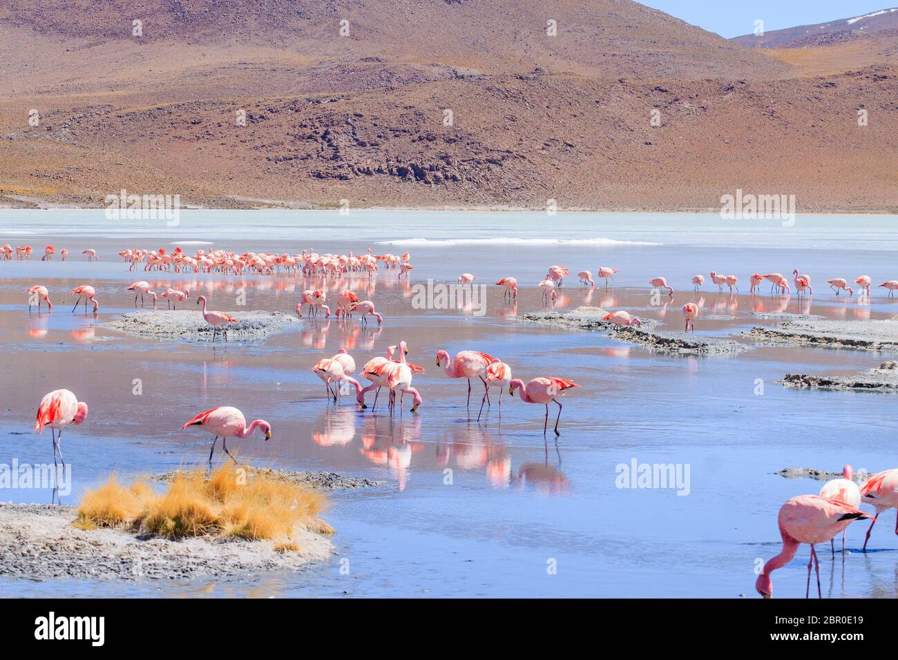 Laguna Hedionda flamencos, Bolivia. La fauna andina. Laguna de Bolivia Foto de stock