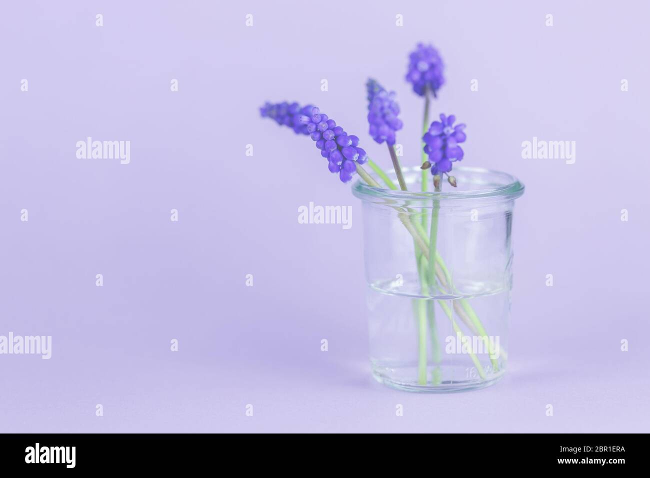 Blüten in der Vase, Frühling. Foto de stock