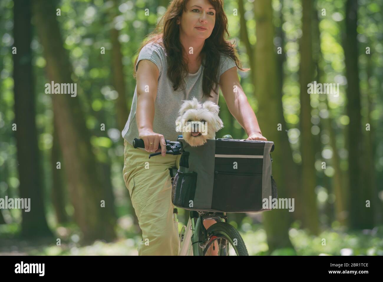 Hermosa mujer madura, andar en bicicleta con su mascota perro maltés en una cesta Foto de stock